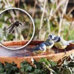 Tigermücke in der Nähe einer Vogeltränke mit Maisen